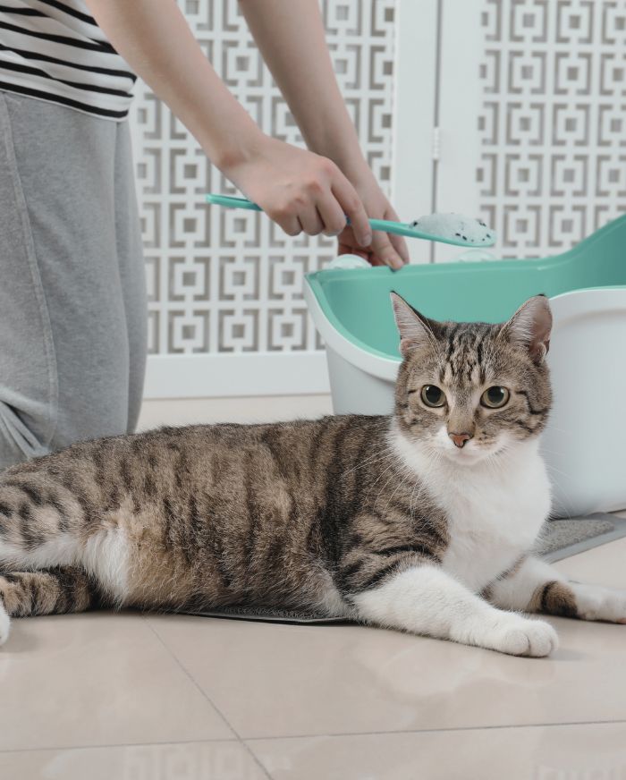 Cat sitter cleaning a litterbox from Cherry Hill’s Go-To Dog Walkers & Pet Sitters Since 2009 (1)