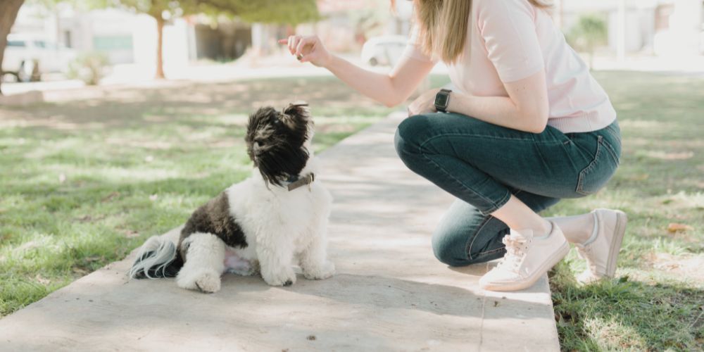 Dog Training Cherry Hill Join the Pampered Pet Sitting Family