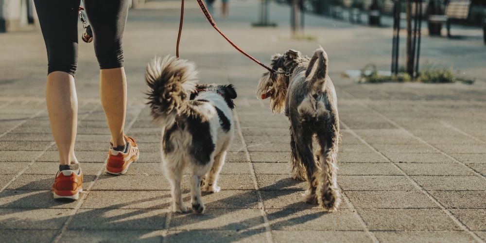 Dog Walking Cherry Hill Join the Pampered Pet Sitting Family
