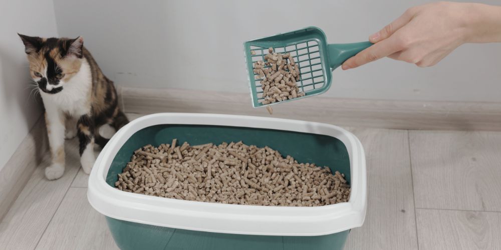 Litter Box Maintenance Join the Pampered Pet Sitting Family