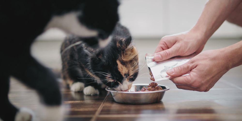 Pet Sitting Cherry Hill Join the Pampered Pet Sitting Family
