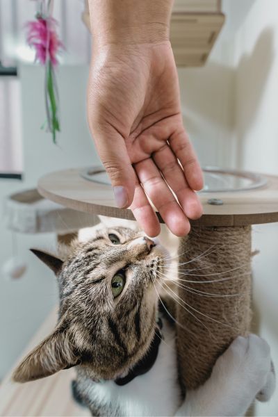 cat enrichment about pampered pet sitting cat enrichment about pampered pet sitting