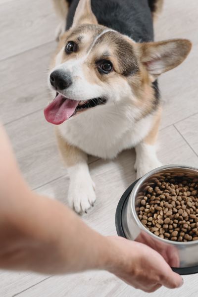 feeding a dog about pampered pet sitting feeding a dog about pampered pet sitting